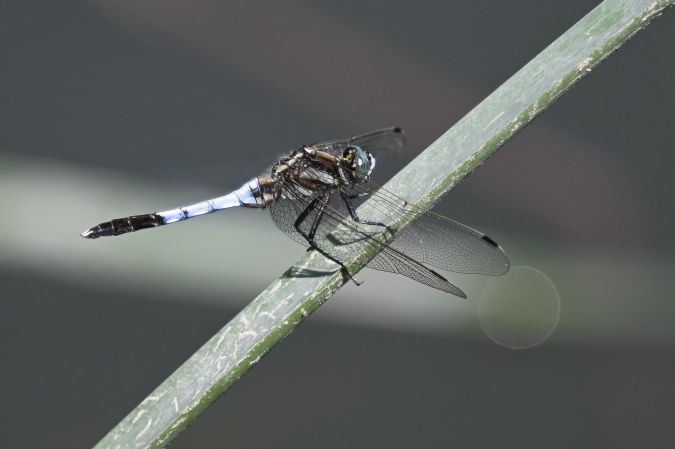 lecicha białoznaczna  - Daniel Stasiowski