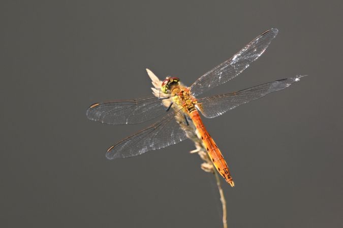 szablak przypłaszczony  - Daniel Stasiowski