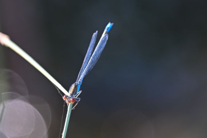 oczobarwnica mniejsza  - Daniel Stasiowski