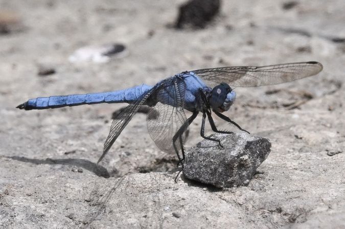 lecicha południowa  - Daniel Stasiowski