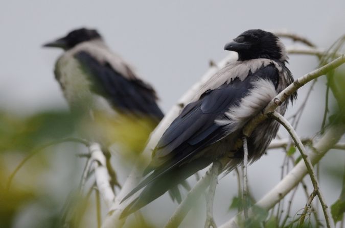 Hooded Crow  - Hanna Żelichowska