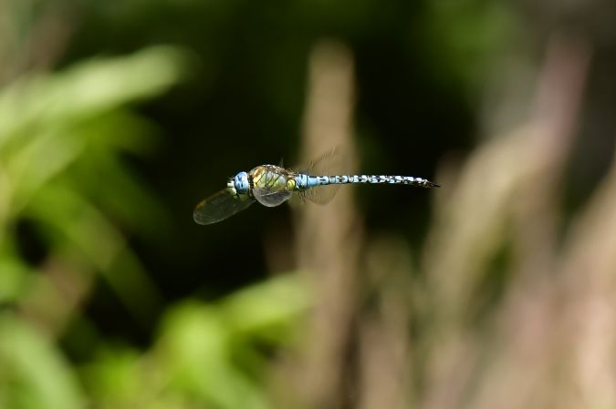 żagnica południowa 