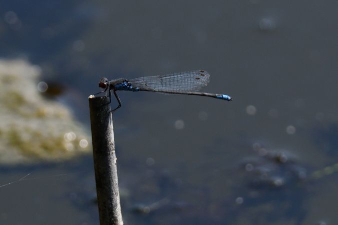 oczobarwnica mniejsza 