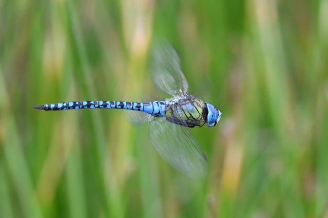 żagnica południowa 