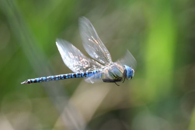 Südliche Mosaikjungfer 