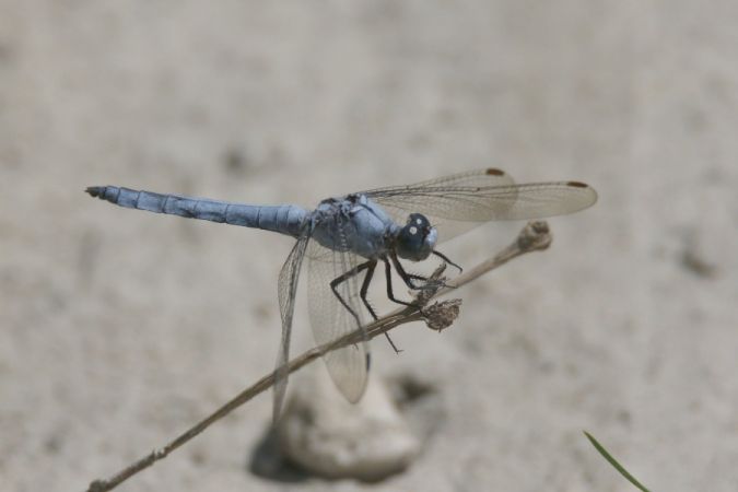 lecicha południowa  - Mariusz Zub