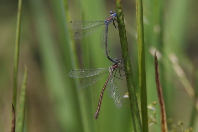 pałątka niebieskooka  - Mariusz Zub