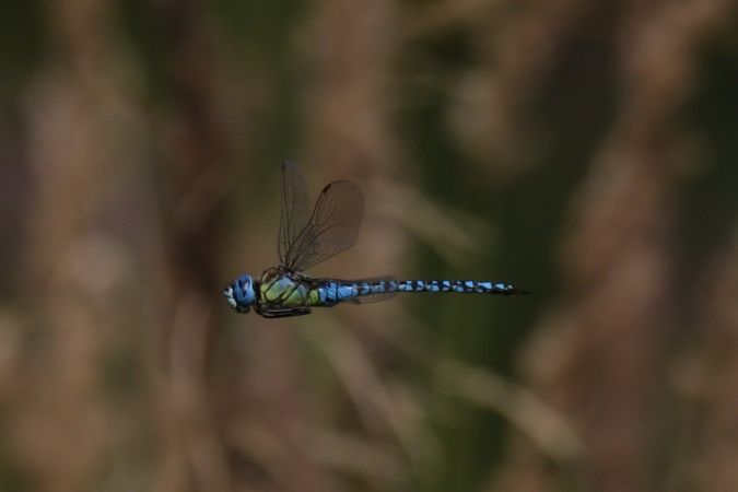 żagnica południowa  - Mariusz Zub
