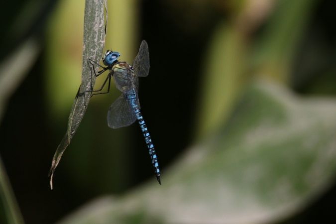 żagnica południowa  - Mariusz Zub