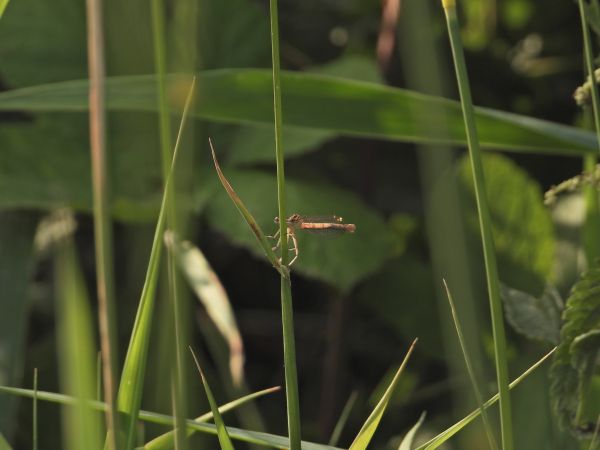 Gemeine Winterlibelle 