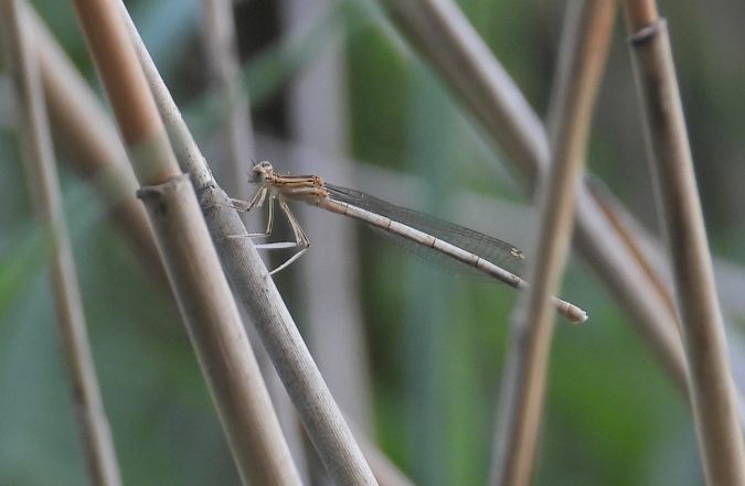 Gemeine Winterlibelle 