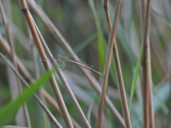 Gemeine Winterlibelle 