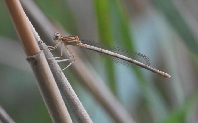 Gemeine Winterlibelle 