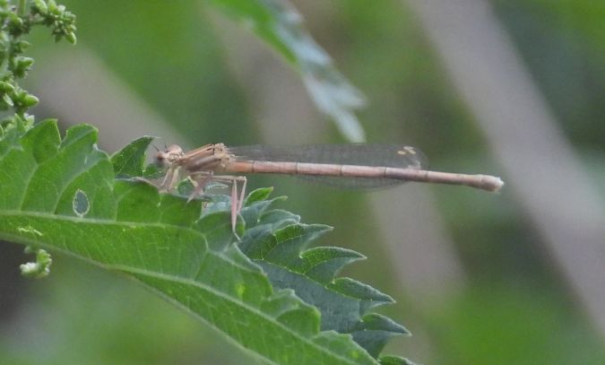 Gemeine Winterlibelle 