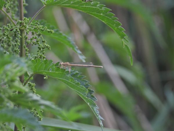 Gemeine Winterlibelle 