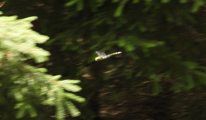 Zweigestreifte Quelljungfer 