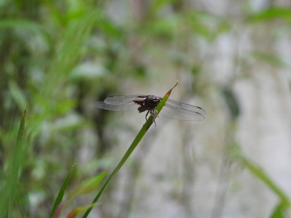 ważka płaskobrzucha 
