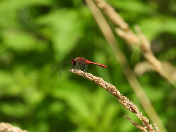 Blutrote Heidelibelle 