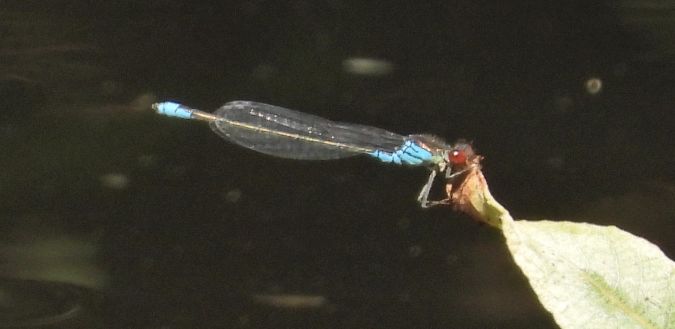 oczobarwnica mniejsza 