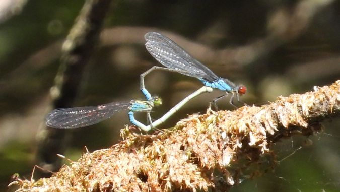 oczobarwnica mniejsza 