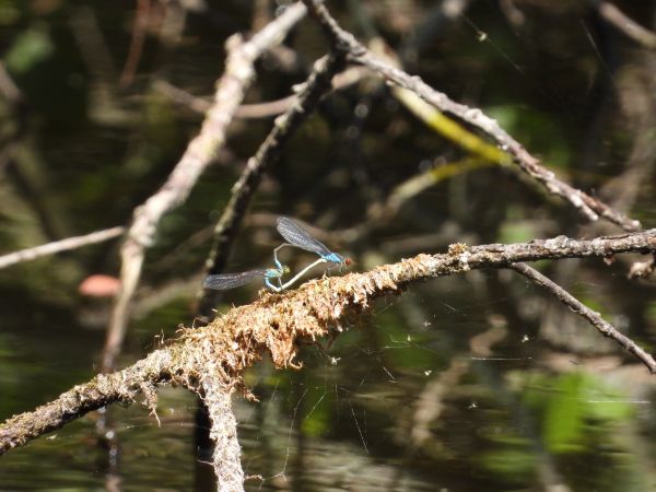oczobarwnica mniejsza 