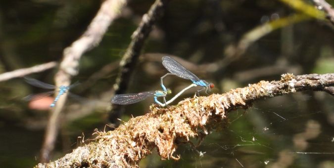 oczobarwnica mniejsza 