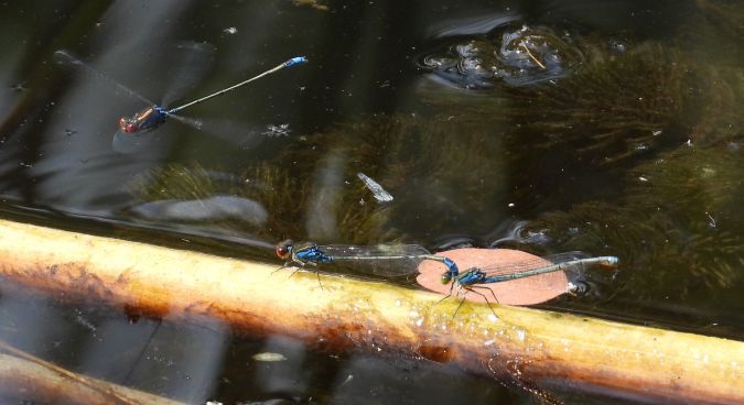 oczobarwnica mniejsza 