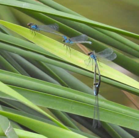 oczobarwnica większa 