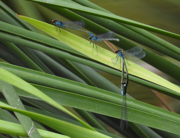 oczobarwnica większa 