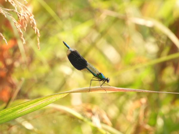 świtezianka błyszcząca 