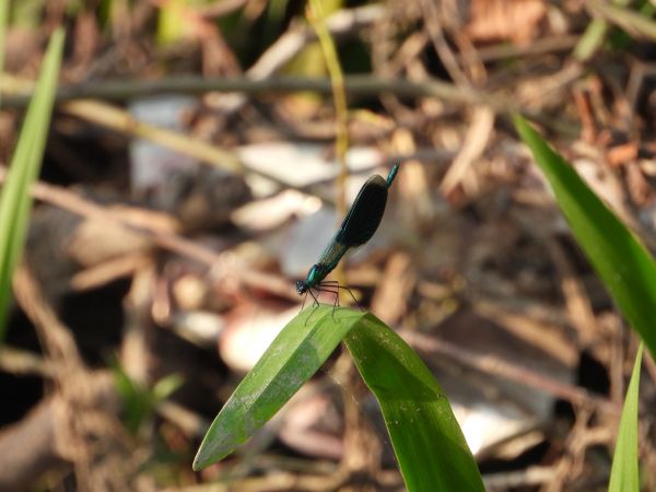 świtezianka błyszcząca 