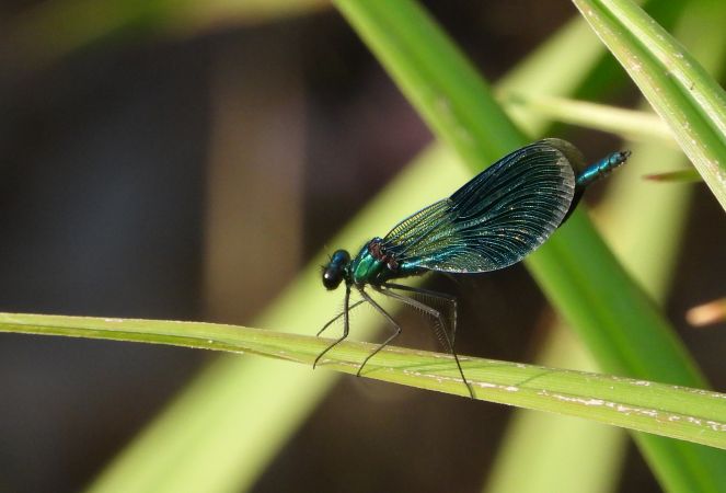 świtezianka błyszcząca 