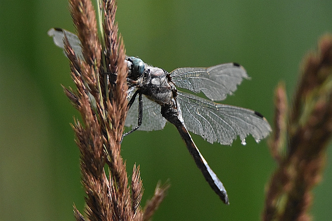 lecicha białoznaczna  - Tomasz Kosut