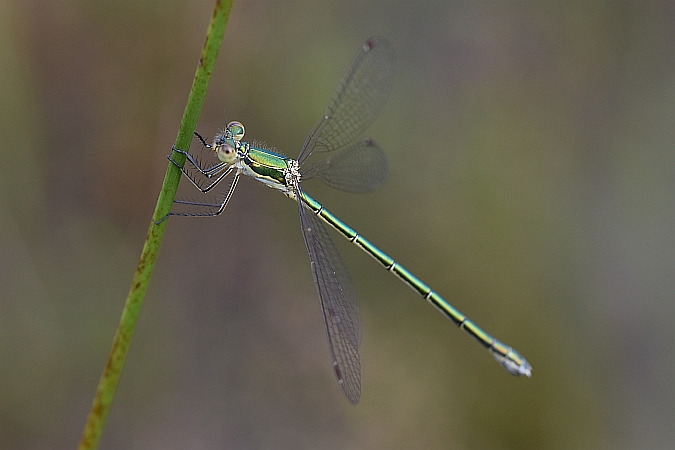 pałątka mała  - Tomasz Kosut