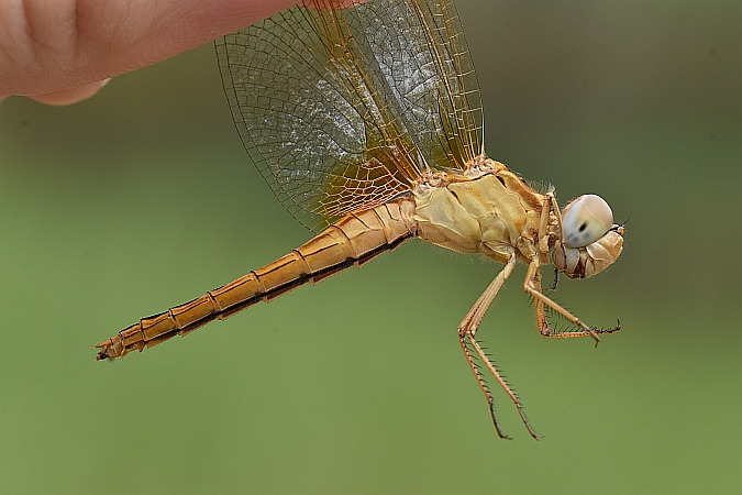 szafranka czerwona  - Tomasz Kosut