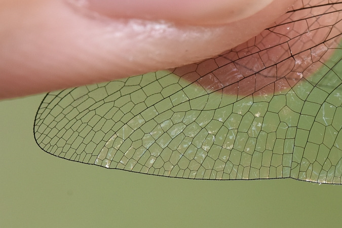 Sumpf-Heidelibelle  - Tomasz Kosut