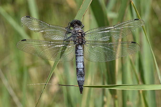 lecicha pospolita  - Tomasz Kosut