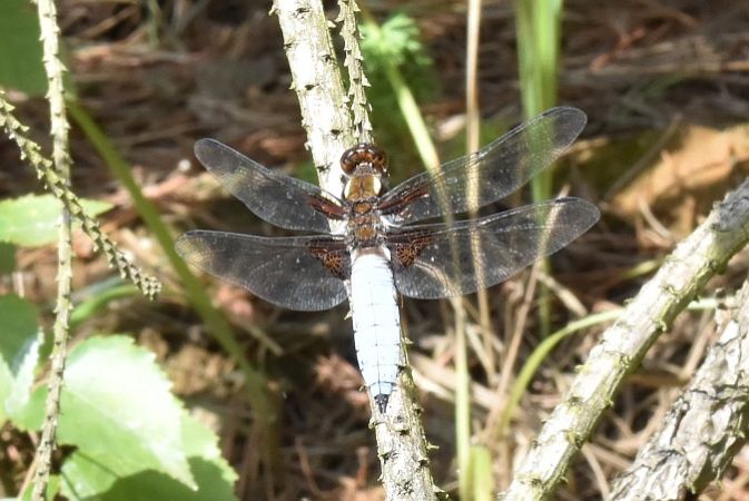 ważka płaskobrzucha  - Tomasz Kosut