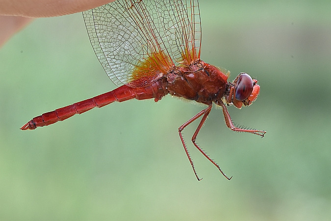 szafranka czerwona  - Tomasz Kosut
