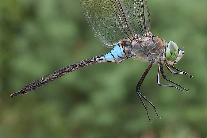 husarz ciemny  - Tomasz Kosut