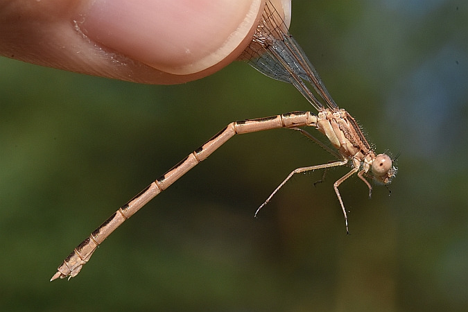 straszka pospolita  - Tomasz Kosut