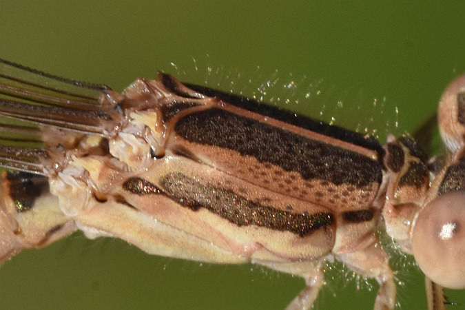 Gemeine Winterlibelle  - Tomasz Kosut