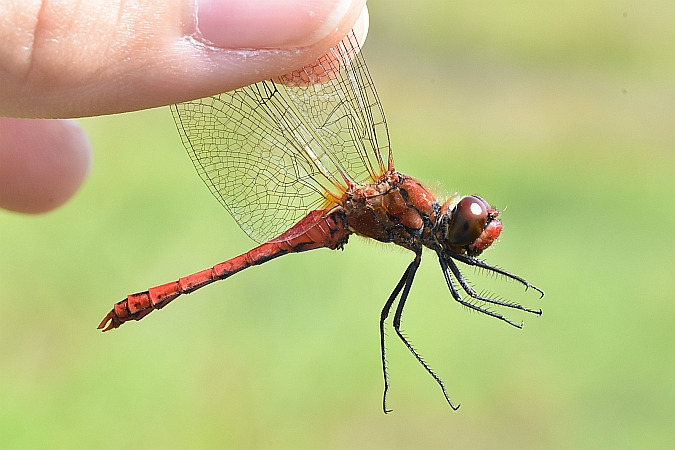 szablak krwisty  - Tomasz Kosut