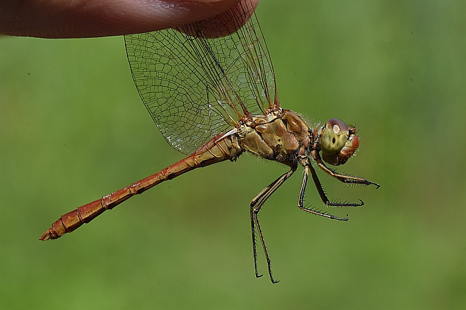 szablak południowy  - Tomasz Kosut