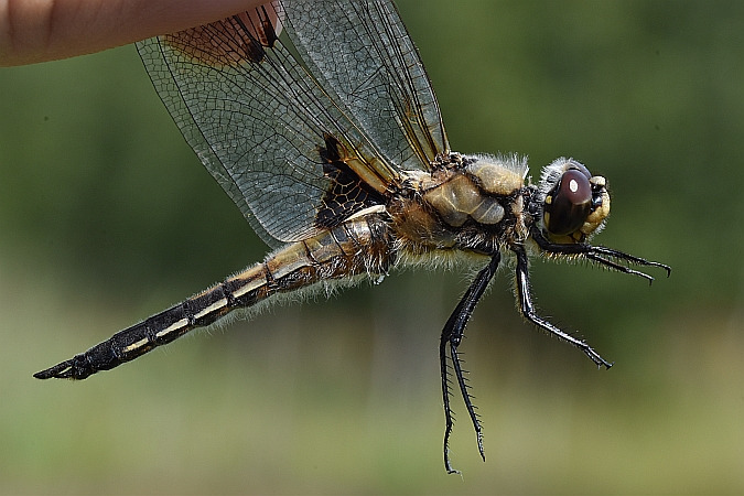 ważka czteroplama  - Tomasz Kosut