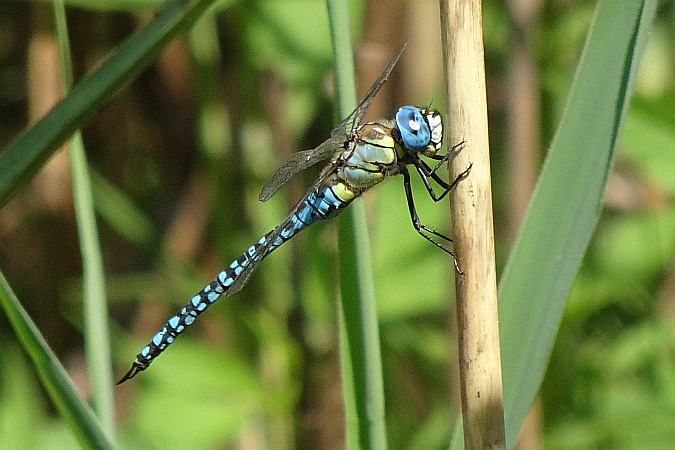 żagnica południowa  - Tomasz Kosut