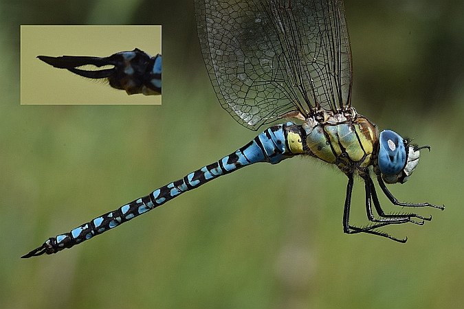 Südliche Mosaikjungfer  - Tomasz Kosut