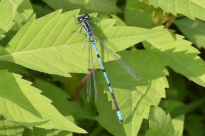 łątka dzieweczka  - Tomasz Kosut