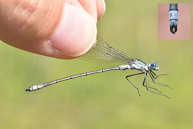 pałątka pospolita  - Tomasz Kosut