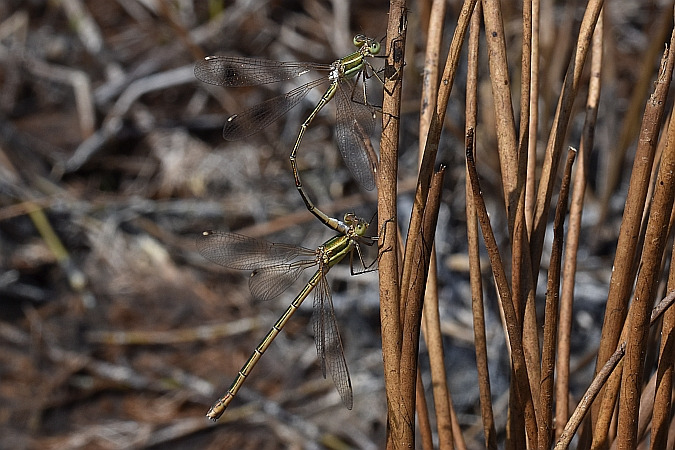 Südliche Binsenjungfer  - Tomasz Kosut